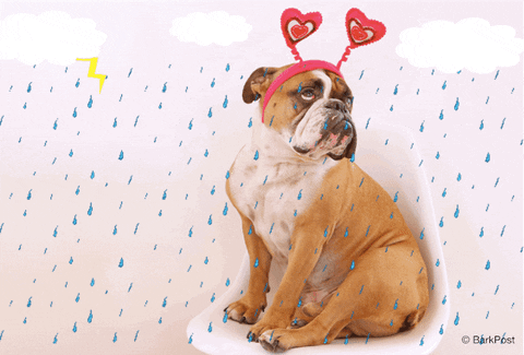GIF of a dog wearing a heart shaped head piece.